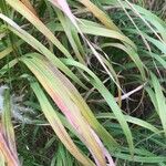 Miscanthus sacchariflorus ഇല