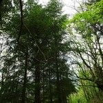 Pseudotsuga menziesii Alkat (teljes növény)