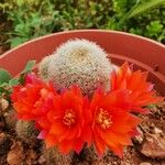 Rebutia heliosa Flower