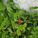 Mesembryanthemum cordifolium Flower