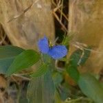 Commelina erectaЦветок