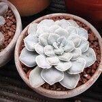 Echeveria lilacinaBlatt