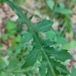 Lactuca muralis Leaf