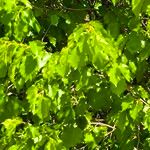 Corylus colurnaList