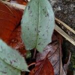 Hieracium venosum Leaf