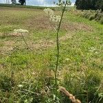 Heracleum sphondyliumFolha