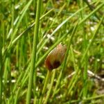 Juncus triglumis 花