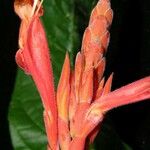 Aphelandra golfodulcensis 花