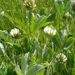 Trifolium leucanthum 叶