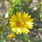 Grindelia pulchellaBlüte