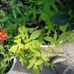 Ipomoea batatas Leaf