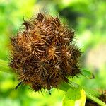 Glycyrrhiza echinata Fruit