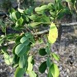 Dalbergia melanoxylon Leaf