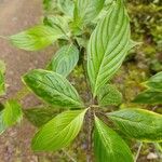 Cornus peruviana Hoja