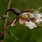 Epipactis palustris Flor