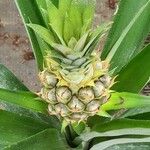 Ananas comosus 果