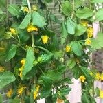 Lysimachia nemorum Blad