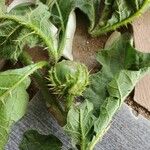 Solanum dasyphyllum Leaf