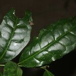 Mollinedia viridiflora Лист