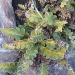 Asplenium ceterach List