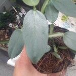 Philodendron hastatum 葉