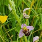 Ophrys apifera Cvet