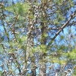 Pinus attenuata Агульны выгляд