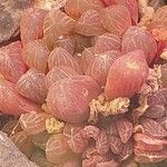 Haworthia cooperi Blatt