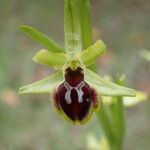 Ophrys virescens Lorea