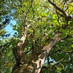 Crataegus douglasii Costuma