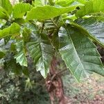 Castanea sativaLeaf