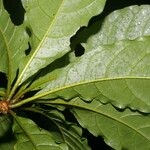 Terminalia bucidoides Leaf