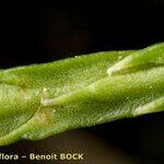 Lycopodium × zeilleri Fruto