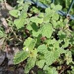 Mentha × rotundifoliaLeaf