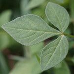 Cleome rutidosperma Hoja