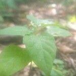 Solanum americanum 花