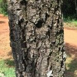 Cussonia paniculata Bark