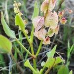 Rumex vesicarius عادت داشتن