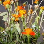 Comaclinium montanum Flower