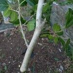 Ficus virens Bark