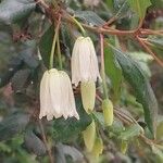 Crinodendron patagua Kvet