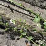 Hornungia procumbens Frucht