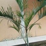 Dypsis lutescens Лист