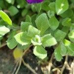 Aubrieta deltoidea Folha