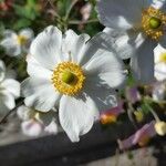 Anemone hupehensis Blüte