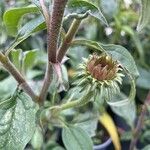 Echinacea purpurea Flower