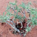 Adenium multiflorum Лист