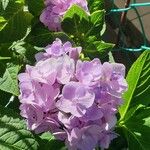 Hydrangea spp.Flower