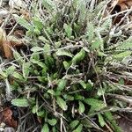 Achillea tomentosa Blatt