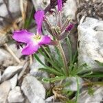 Matthiola perennis Flower